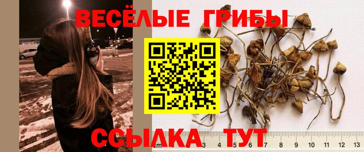 Мурино  Псилоцибиновые грибы ЛСД  Псилоцибиновые грибы Psilocybe  Вход с VPN 
