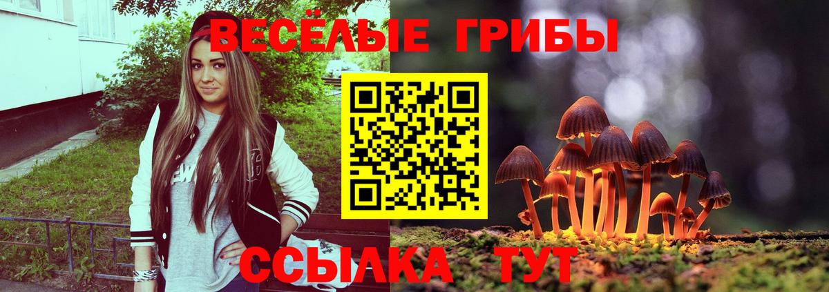 Галлюциногенные грибы Psilocybine cubensis Мурино